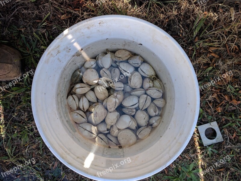 Clams Bucket Sea Free Photos