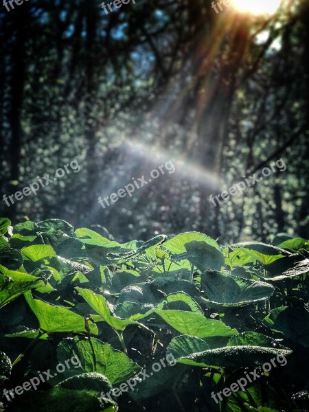 Sunlight Forest Nature Light Landscape