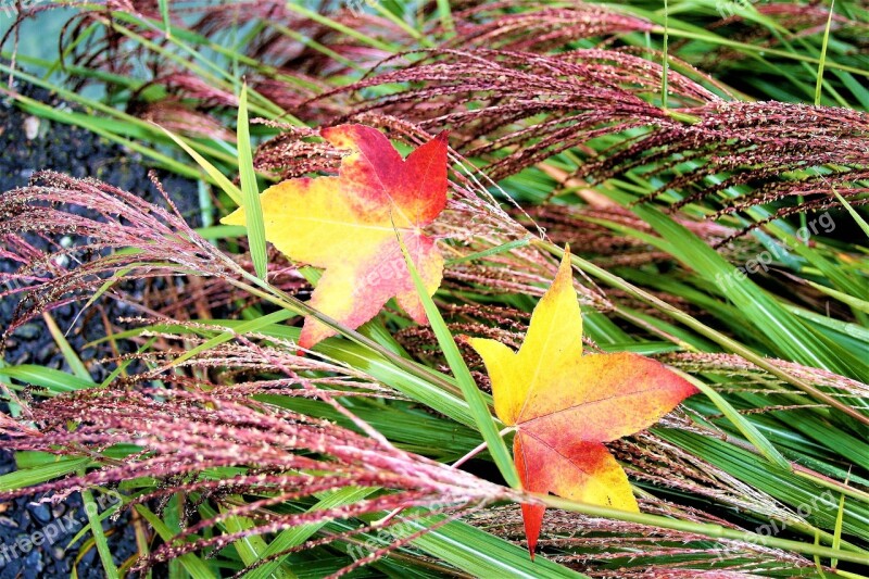 Grass Para Wet Autumn Foliage