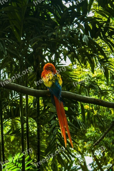 Macaw Tropical Vegetation Ar Leaves