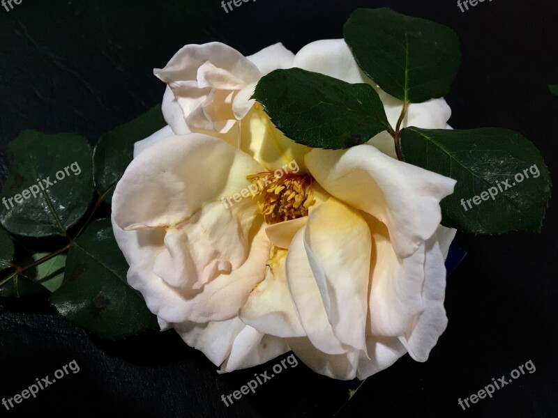 White Rose Petals Rosa Flowers White