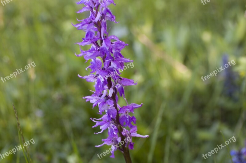 Flower Prato Nature Green Free Photos