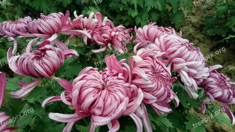 Chrysanthemum Autumn Red Leisure Chung Yeung Festival