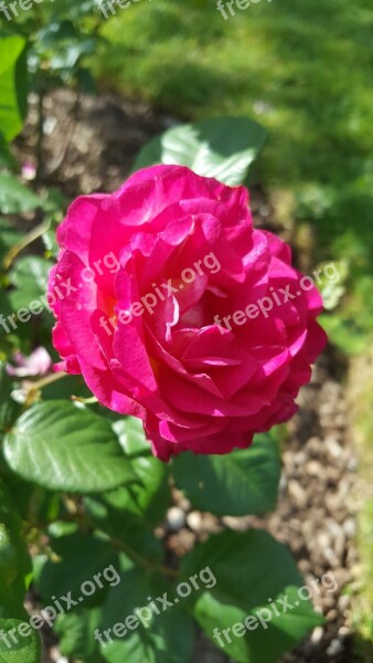 Pink Flower Romantic Garden Summer Nature Garden