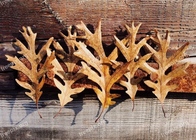 Fall Autumn Leaves Brown Fall Background