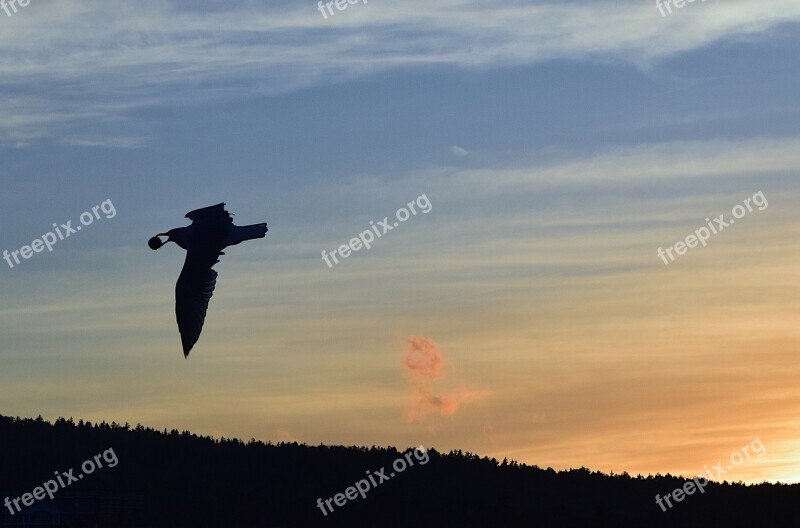 Seagull Sunset Silhouette Sky Clouds