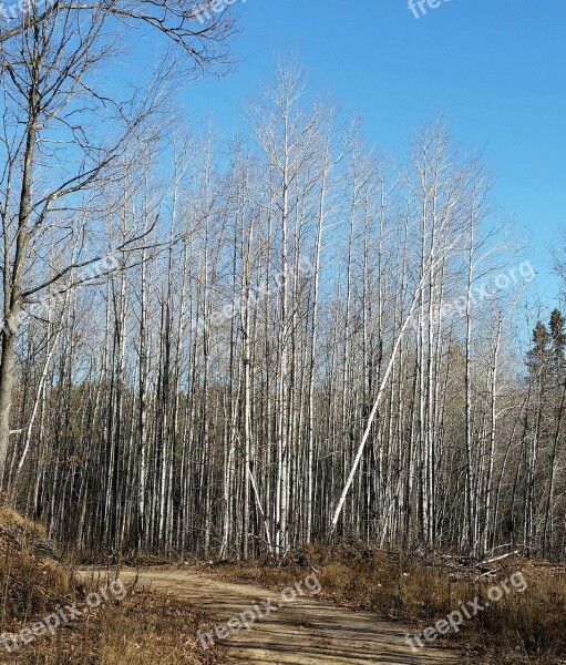 Autumn Forest Birch Nature Season