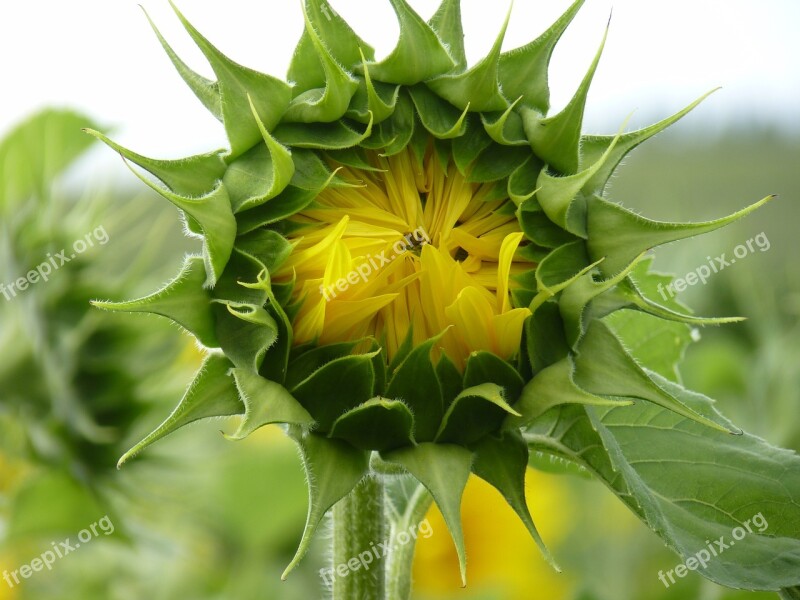 Sunflower Bud Close Up Datailaufnahme Go Up