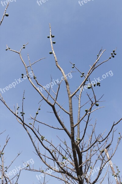 Tree Branches Autumn Nature Dry Leaf