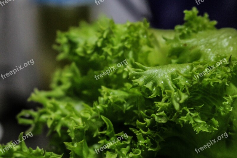 Lettuce Verdura Food Salad Agriculture