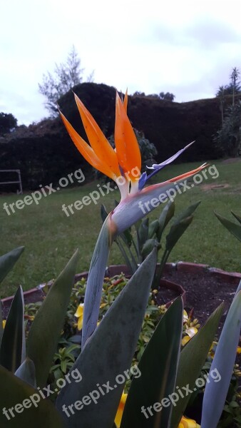 Exotic Flower Bird Of Paradise Nature Garden Free Photos