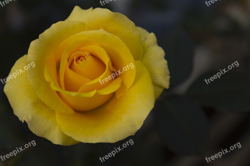 Rose Flower Nature Thorns Bud