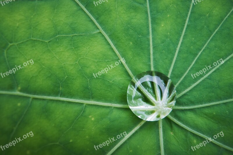 Macro Sheet Nasturtium Drop Dew