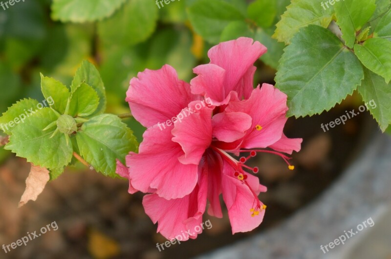 China-rose Hibiscus Flower Shoeblack-plant Free Photos