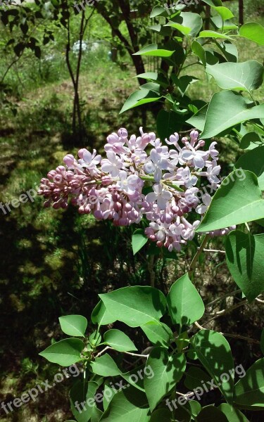 Lilacs Flowers Pink Free Photos