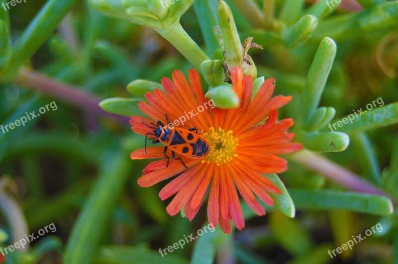 Beetle Shoemaker Insect Orange Flower Gross Floor