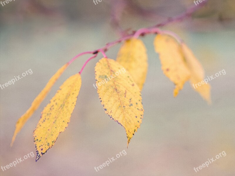 Autumn Leaves Autumn Mood Plant Fall Leaves