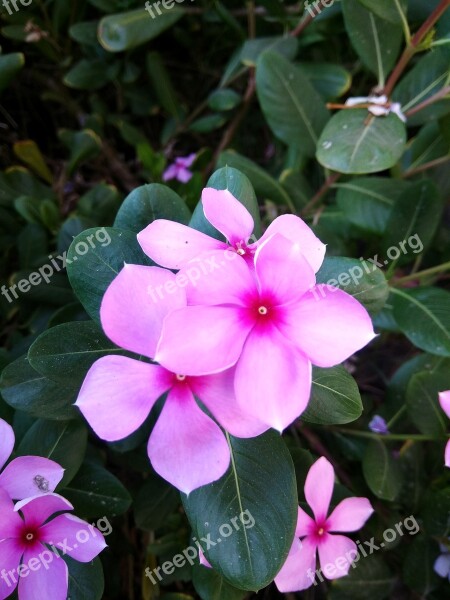 Phone Click Catharanthus Roseus Flower Free Photos