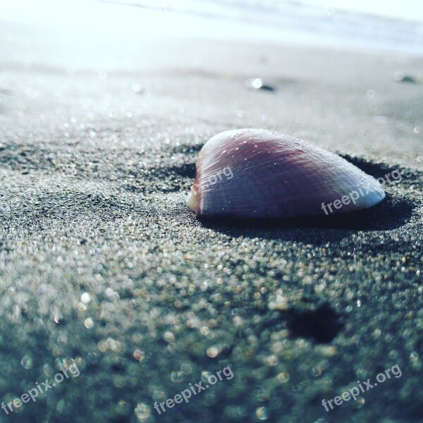 Sea Shell Shells Nature Summer