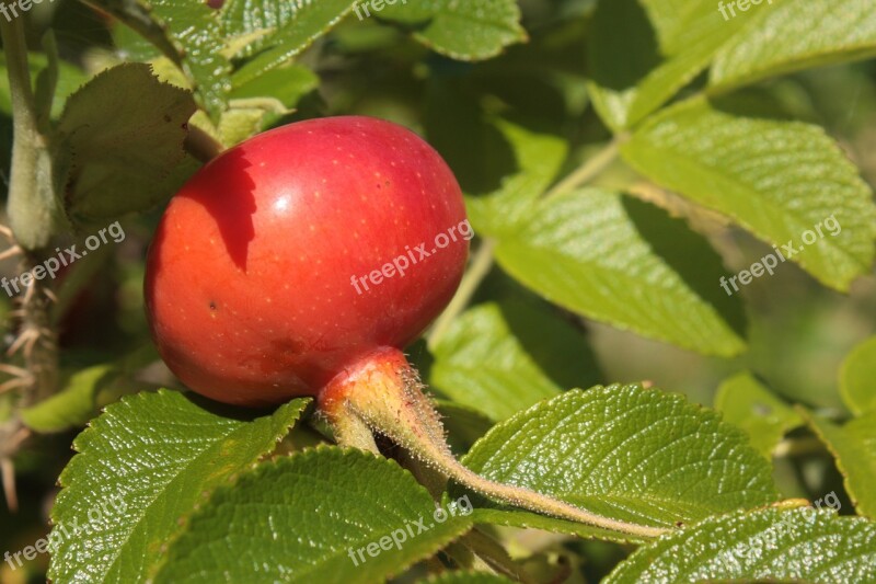 Rose Hip Rose Berry Nature Red