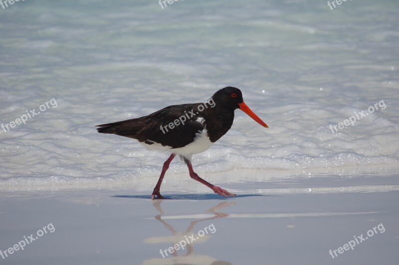 Oystercatcher Bird Australia Free Photos