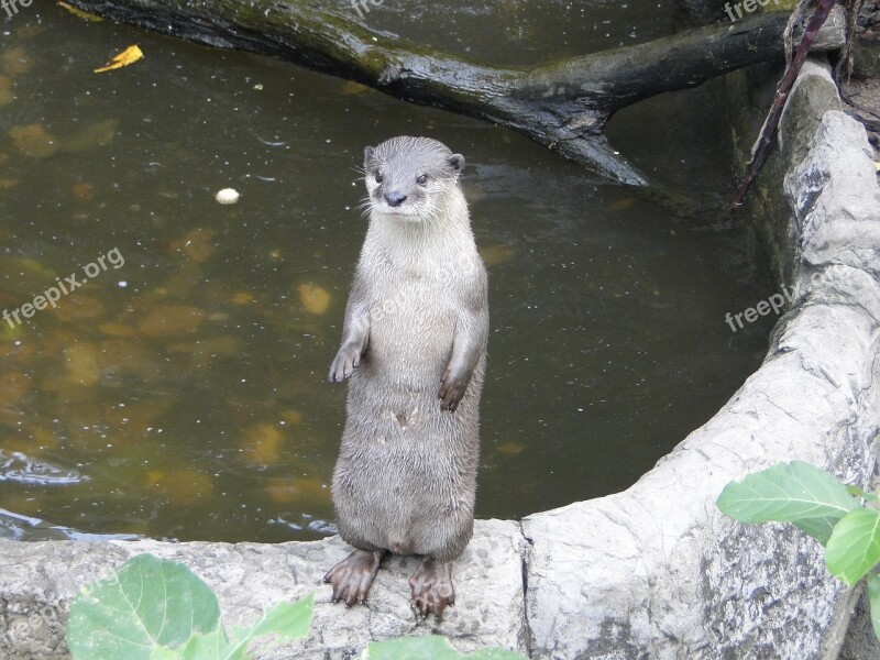 Otter Animals Zoo Free Photos