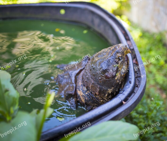 Tropical Farm Giant Turtle Malaysia Free Photos