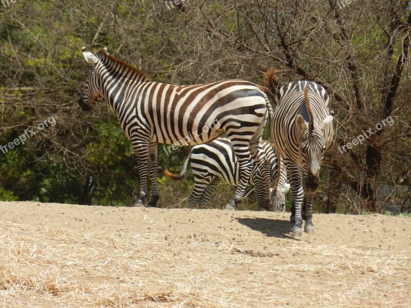 Zébre Africa Animal Nature Zoo Animals