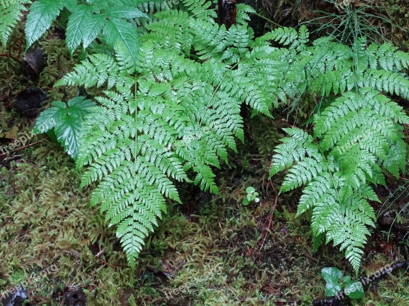 Ferns Alaska Forest Nature Free Photos