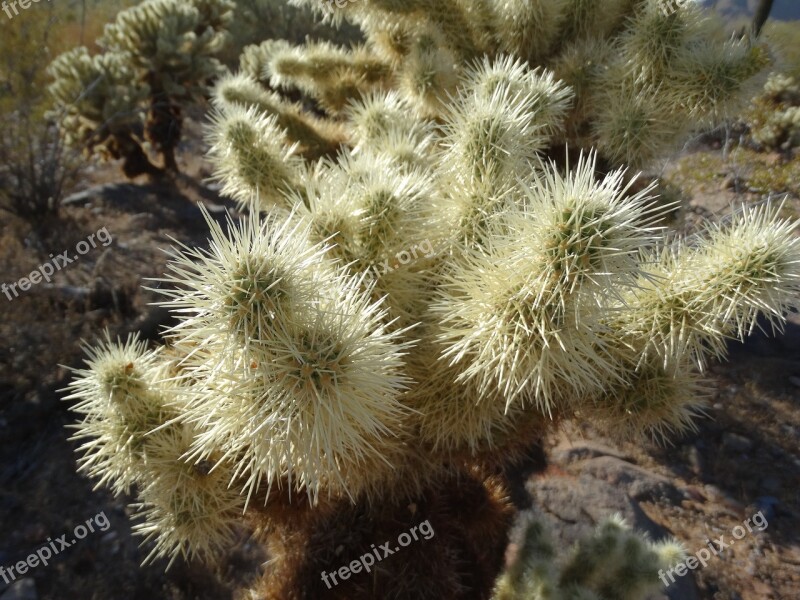 Cholla Desert Cactus Dry Arizona