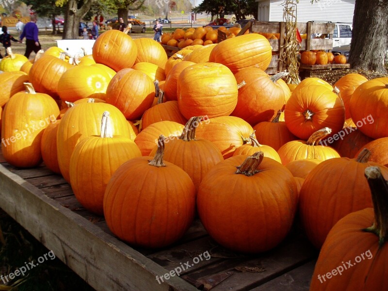 Pumpkins Fall Garden Harvest Jack-o-lantern