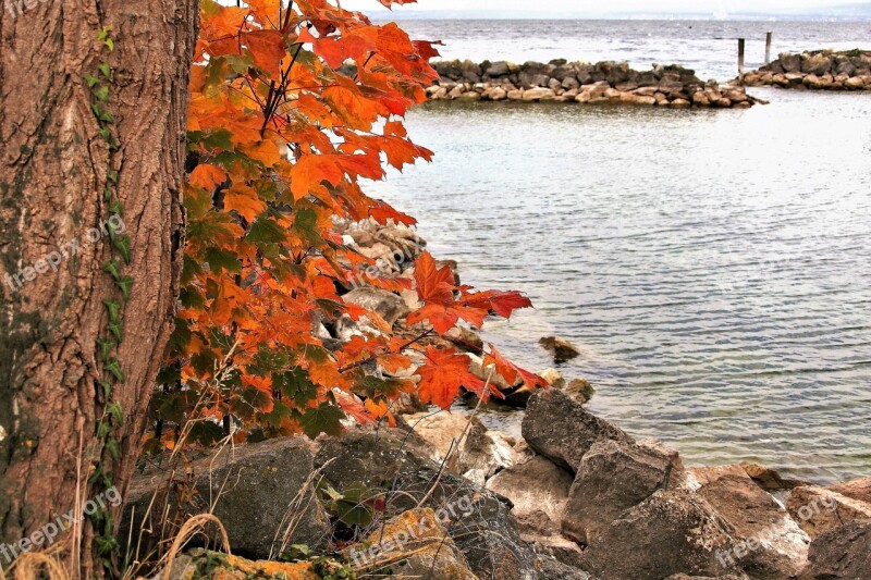 Rudy Foliage Autumn Lake Collapse