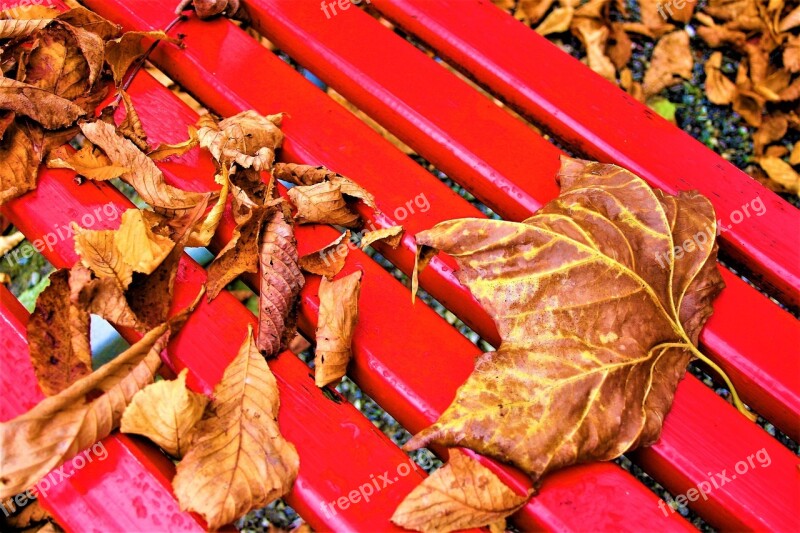 Bench October Foliage Autumn Gold Rain