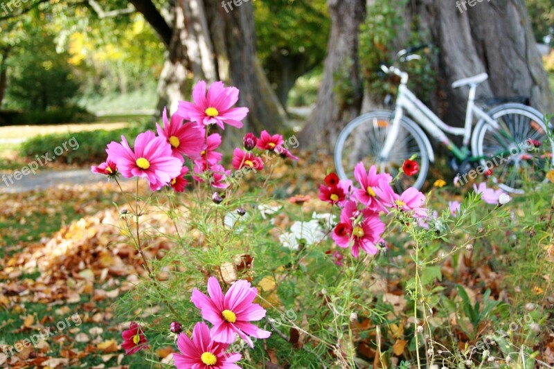 Anemones Autumn Flowers Autumn The Delicacy Bike