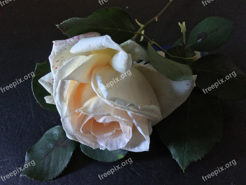 White Rose Pink Rosa Flowers White