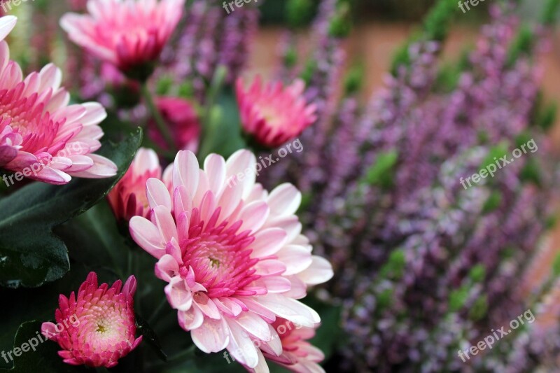 Autumn Flowers Pink Chrysanthemum Nature Plant