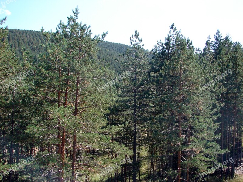 Zlatibor Serbia Mountain Nature Forest