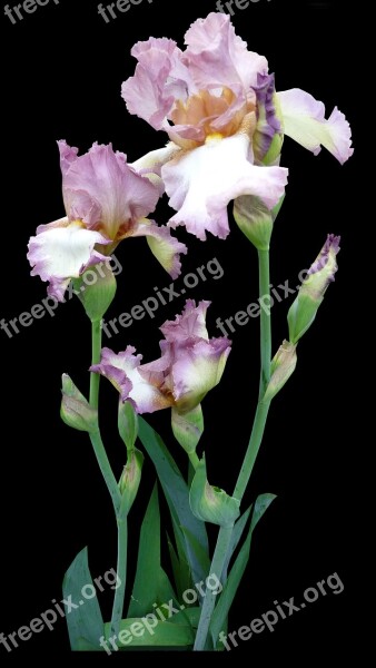 Flower Iris Mauve Pink Free Photos