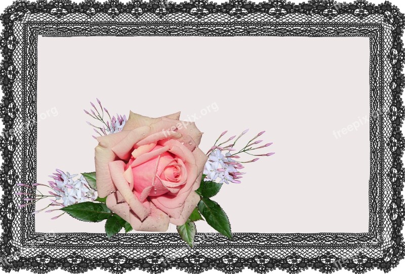 Greeting Card Pink Rose Jasmine Free Photos