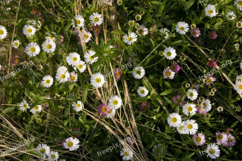 Flowers Nature Garden Beautiful Flower Bloom