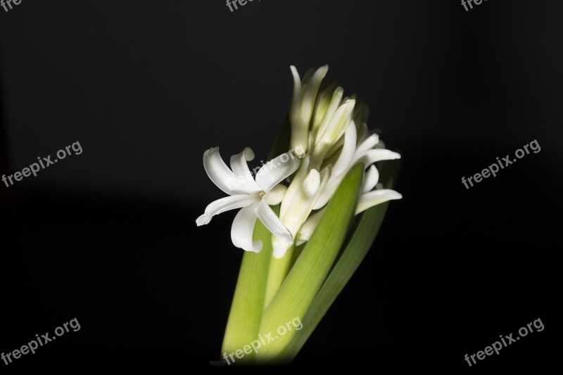 Hyacinth Jacinto White White Hyacinth Flower