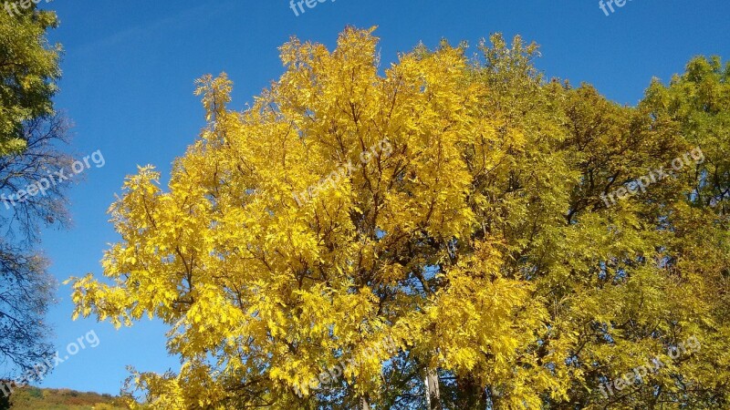 Autumn Autumn Forest Golden October Autumn Day Free Photos