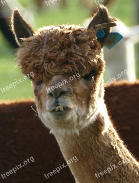 Alpaca Livestock Pako Camel Wool