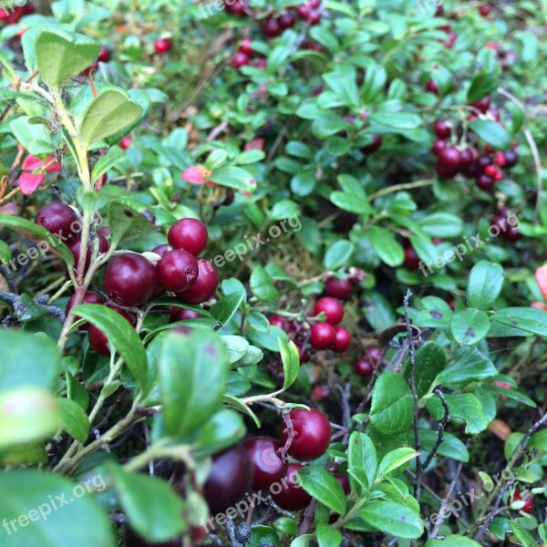 Berry Cranberries Forest Free Photos