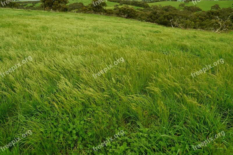 Wind Swept Field Green Grass Tall Grass Rural Farmland