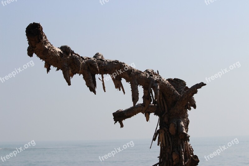 Sea Beach Tree Outdoor Exotic Water