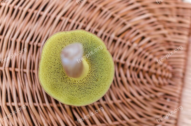 Basket Food Forest Mushroom Fungus