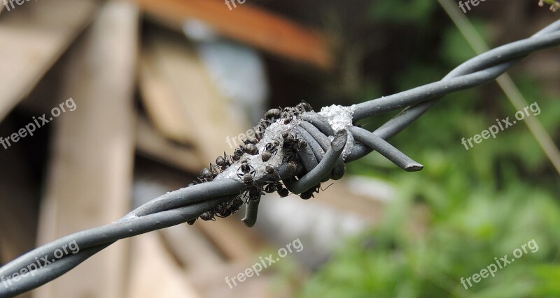 Macro Insect Ants Barbed Colombia