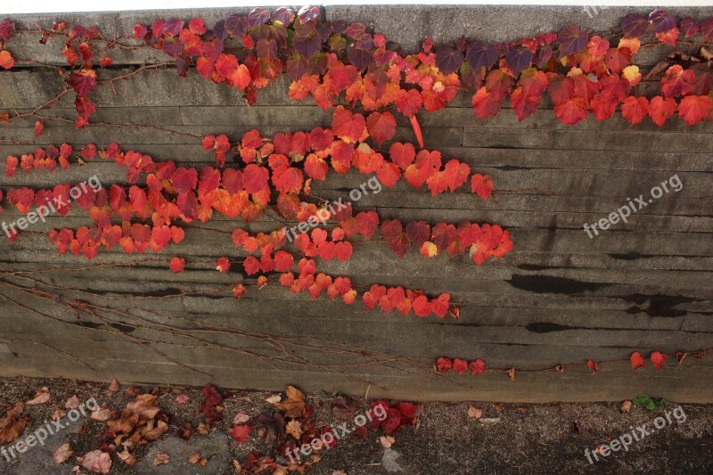 Autumn Ivy Damme Fence The Vine