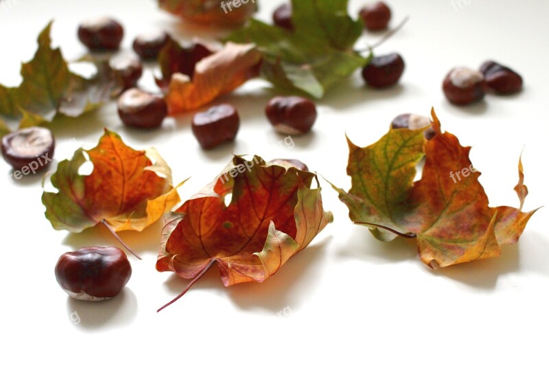 Autumn Fall Foliage Fall Leaves Leaves Golden Autumn